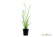 Cyperus helferi aqua-teck
