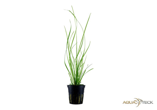 Cyperus helferi aqua-teck
