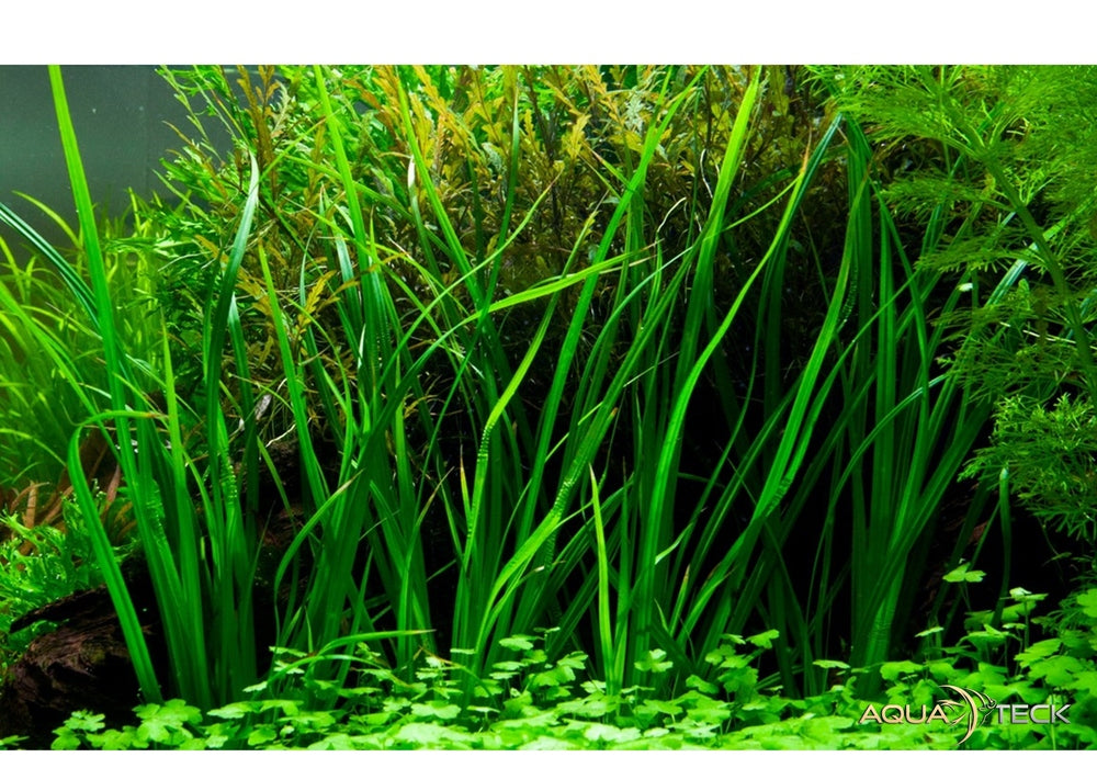 Cyperus helferi aqua-teck