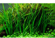 Cyperus helferi aqua-teck
