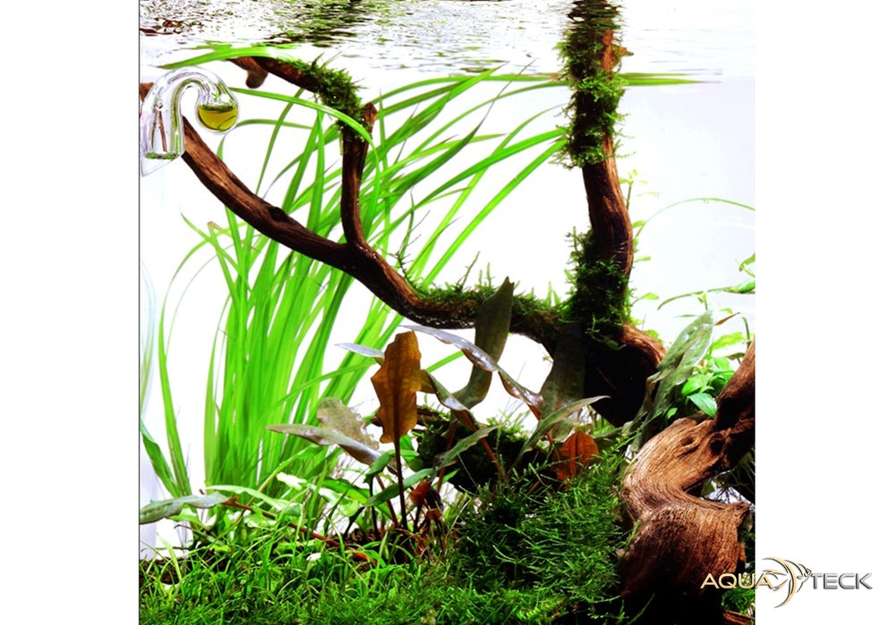 Cyperus helferi aqua-teck