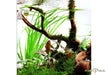 Cyperus helferi aqua-teck