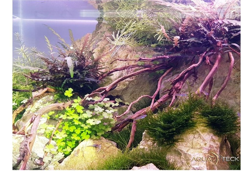 Daytime onex color