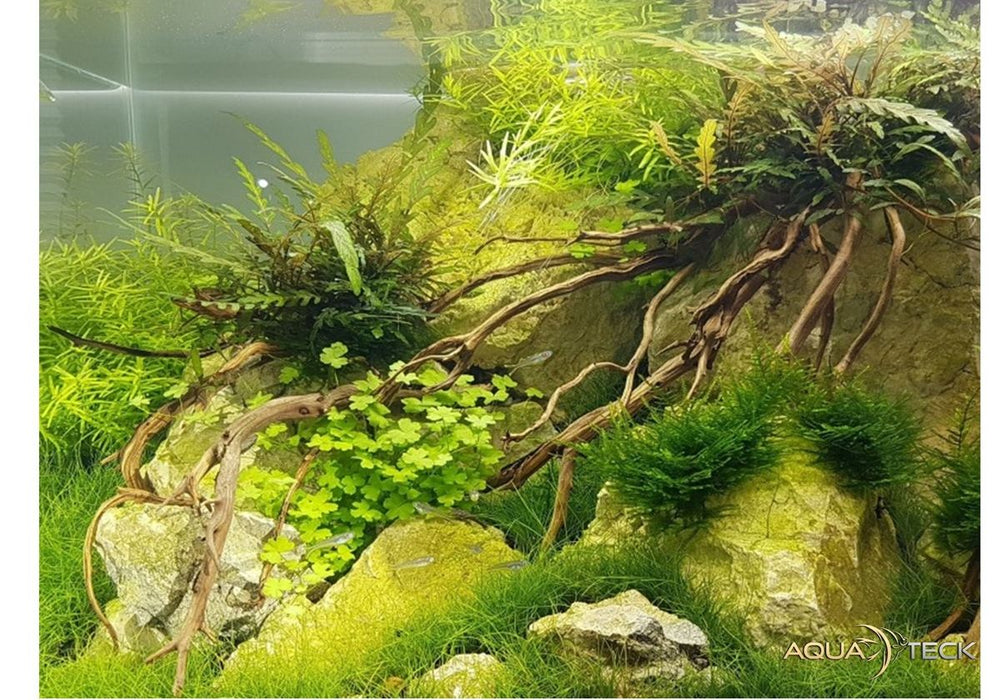 Daytime onex plant