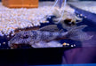 L136 b - Demini-Engelsharnischwels L - Hypancistrus sp aqua-teck