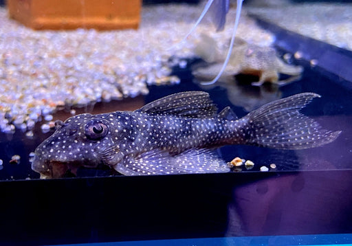 L136 b - Demini-Engelsharnischwels L - Hypancistrus sp aqua-teck