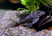 L136 b - Demini-Engelsharnischwels L - Hypancistrus sp aqua-teck