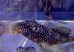 L136 b - Demini-Engelsharnischwels L - Hypancistrus sp aqua-teck