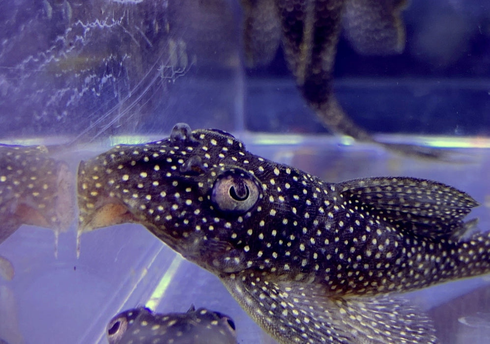 L136 b - Demini-Engelsharnischwels L - Hypancistrus sp aqua-teck