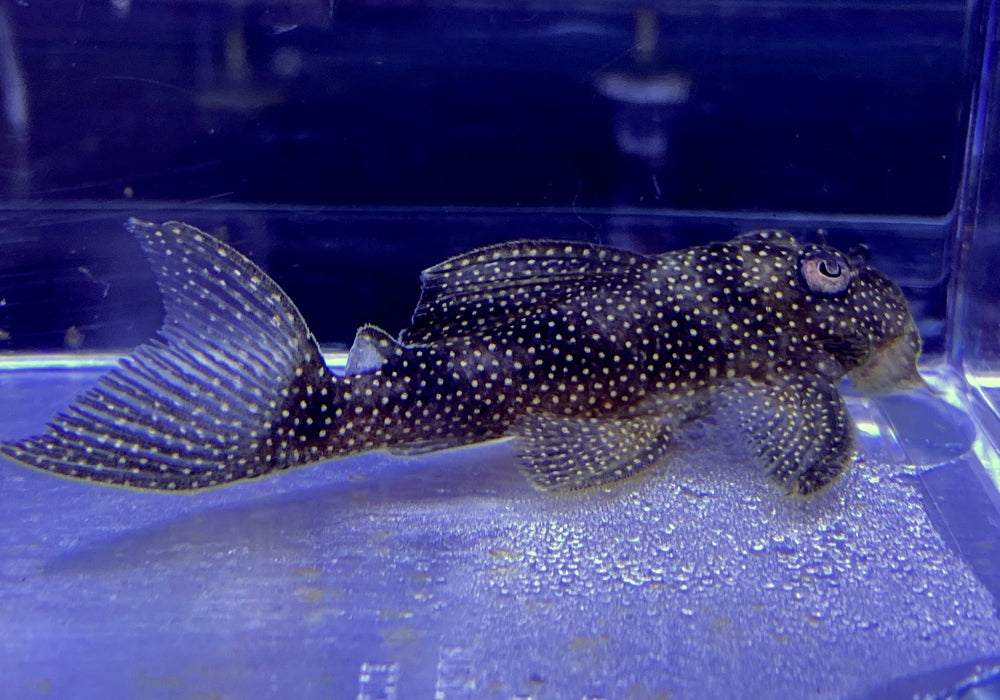 L136 b - Demini-Engelsharnischwels L - Hypancistrus sp aqua-teck