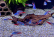 Diamant Neontetra - Paracheirodon innesi diamant