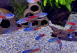 Diamant Neontetra - Paracheirodon innesi diamant