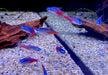 Diamant Neontetra - Paracheirodon innesi diamant