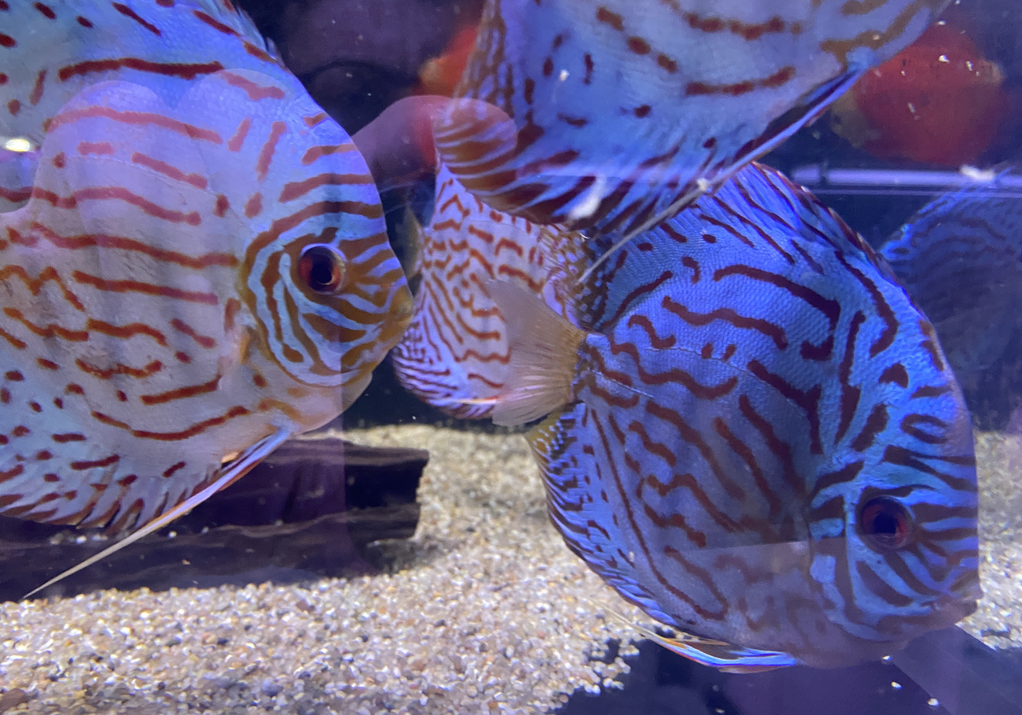 Diskus Brillant-Türkis (XL) - Symphysodon aequifasciatus