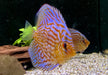 Diskus Brillant
Türkis (L)
Symphysodon aequifasciatus
