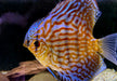 Diskus Brillant
Türkis (L)
Symphysodon aequifasciatus
