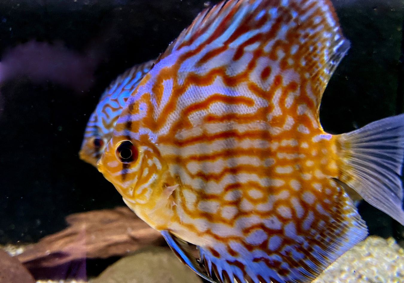 Diskus Brillant
Türkis (L)
Symphysodon aequifasciatus