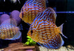 Diskus Brillant
Türkis (L)
Symphysodon aequifasciatus