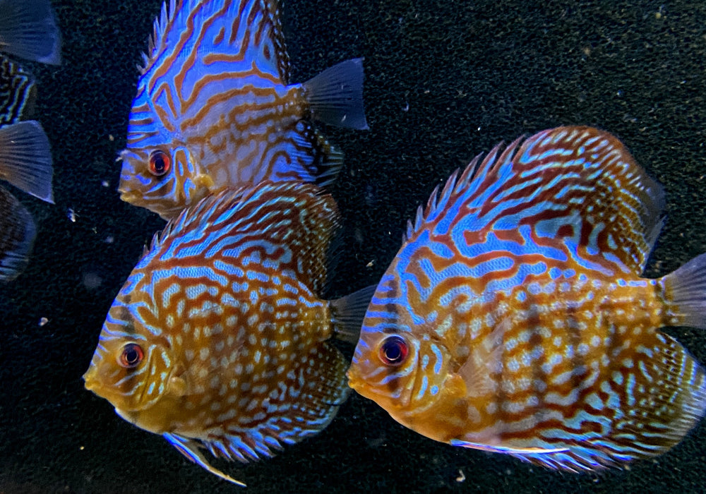 Diskus Brillant
Türkis (L)
Symphysodon aequifasciatus