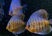Diskus Brillant
Türkis (L)
Symphysodon aequifasciatus