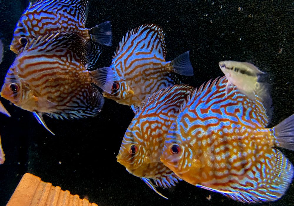Diskus Brillant
Türkis (L)
Symphysodon aequifasciatus
