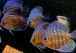 Diskus Brillant
Türkis (L)
Symphysodon aequifasciatus