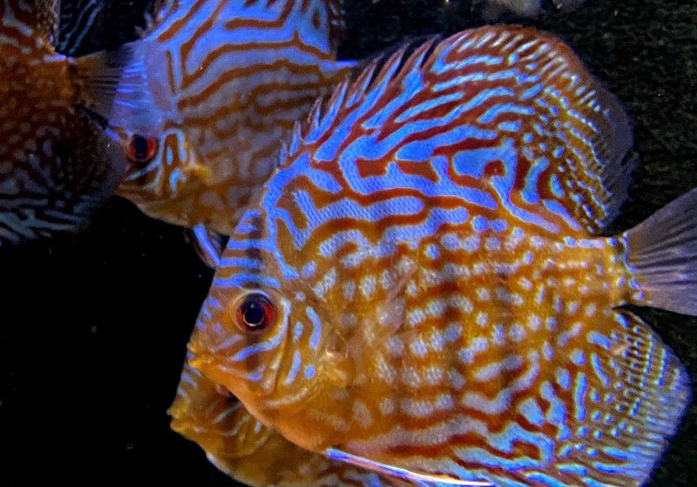 Diskus Brillant
Türkis (L)
Symphysodon aequifasciatus