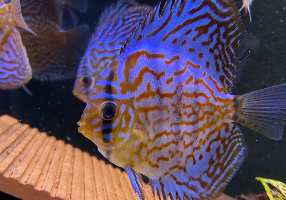Diskus Brillant
Türkis (L)
Symphysodon aequifasciatus