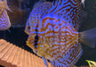 Diskus Brillant
Türkis (L)
Symphysodon aequifasciatus