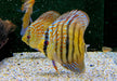 Diskus Heckel Cross - Symphysodon aequifasciatus