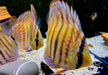 Diskus Heckel Cross - Symphysodon aequifasciatus