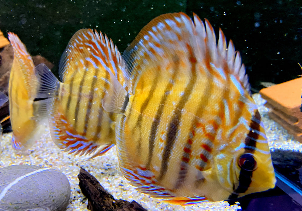 Diskus Heckel Cross - Symphysodon aequifasciatus