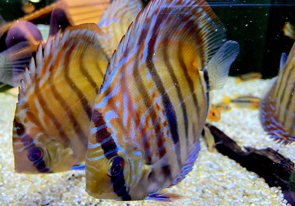 Diskus Heckel Cross - Symphysodon aequifasciatus