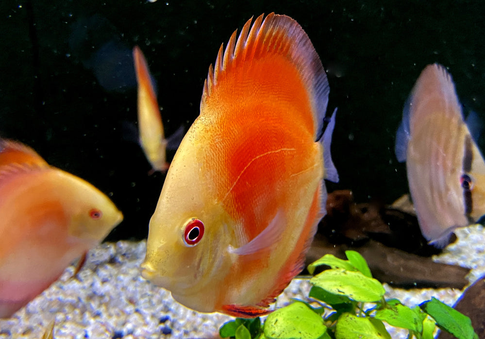 Diskus Red Melon - Symphysodon aequifasciatus