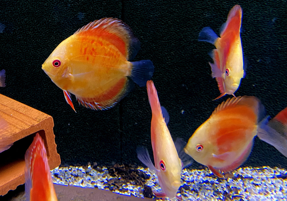 Diskus Red Melon - Symphysodon aequifasciatus