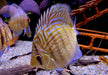 Diskus Rottürkis - Symphysodon aequifasciatus