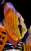 Diskus "SAN MERAH" - Symphysodon aequifasciatus