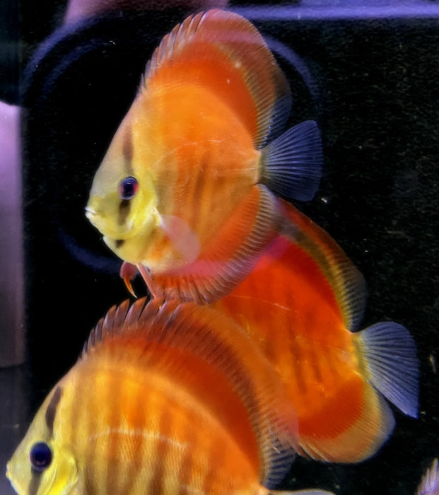 Diskus "SAN MERAH / RED COVER" - Symphysodon aequifasciatus