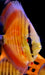 Diskus "SAN MERAH" - Symphysodon aequifasciatus