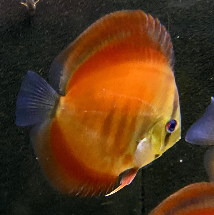 Diskus "SAN MERAH / RED COVER" - Symphysodon aequifasciatus