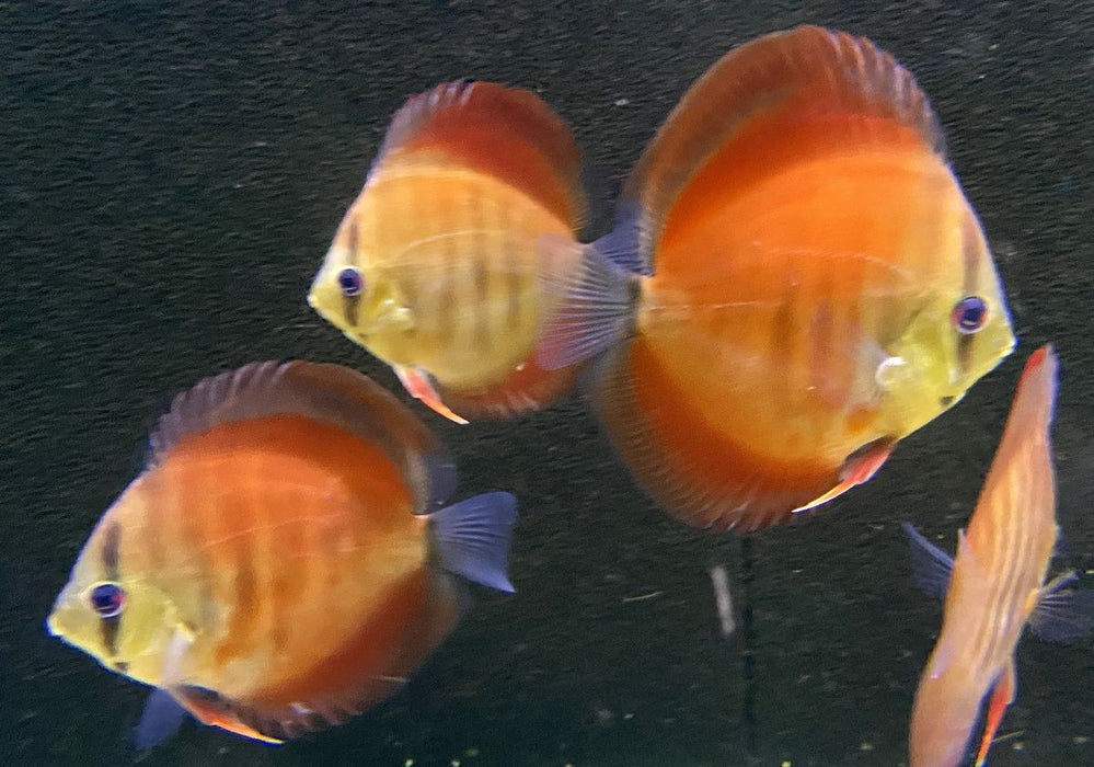 Diskus "SAN MERAH / RED COVER" - Symphysodon aequifasciatus