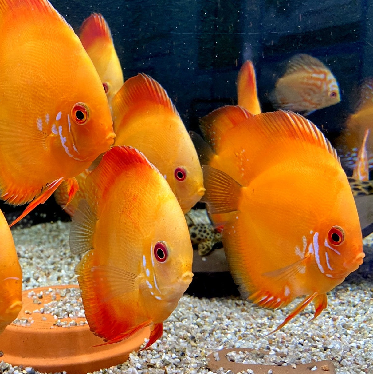Größere Bewohner für Ihr Aquarium: Welse, Skalare & Diskus