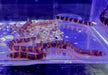 Dornauge - Pangio kuhlii aqua-teck