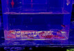 Dornauge - Pangio kuhlii aqua-teck