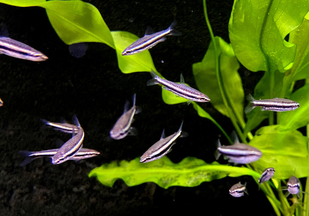 Dreibinden-Ziersalmler - Nannostomus trifasciatus