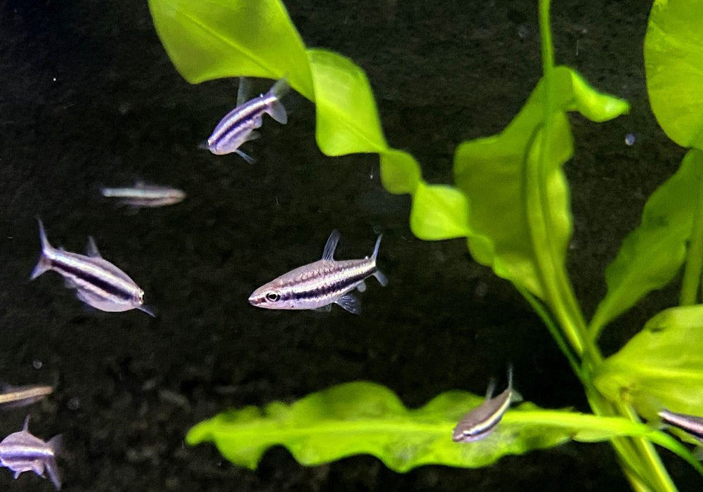Dreibinden-Ziersalmler - Nannostomus trifasciatus
