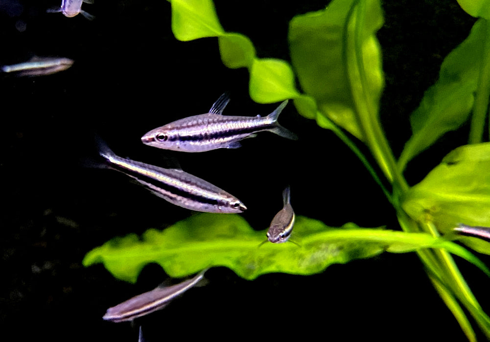 Dreibinden-Ziersalmler - Nannostomus trifasciatus