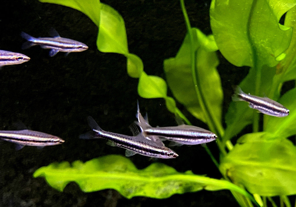 Dreibinden-Ziersalmler - Nannostomus trifasciatus
