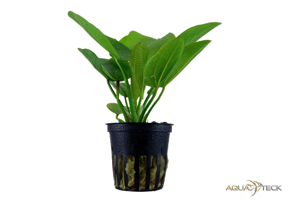 Echinodorus 'Aquartica' aqua-teck
