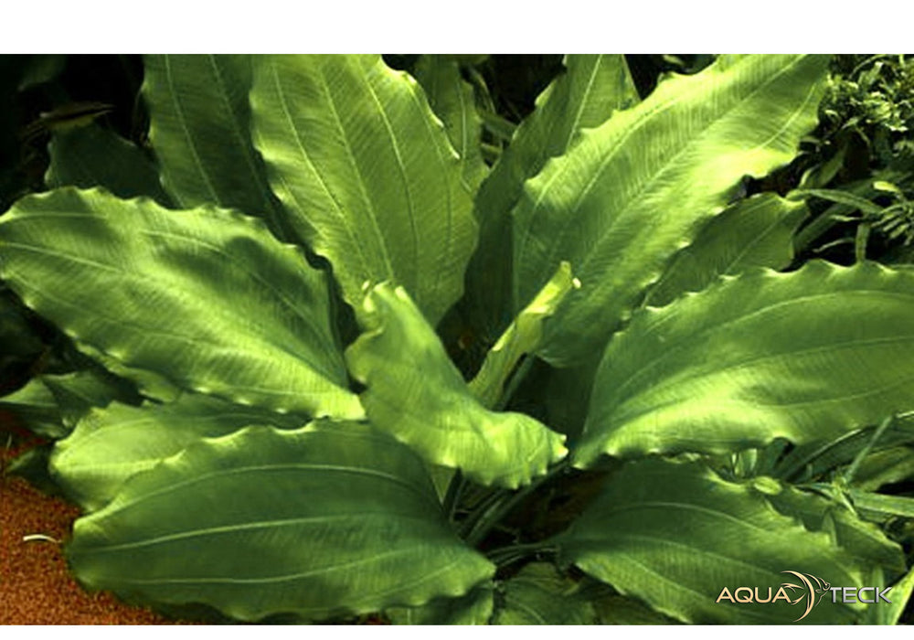 Echinodorus 'Aquartica' aqua-teck